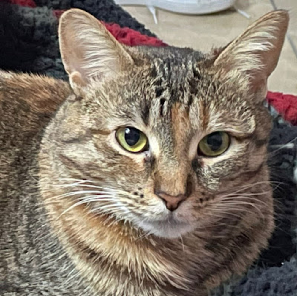 Meet your Posher, Netti